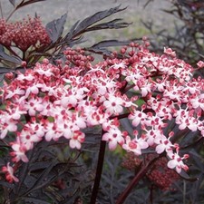 Schwarzer Holunder BLACK LACE