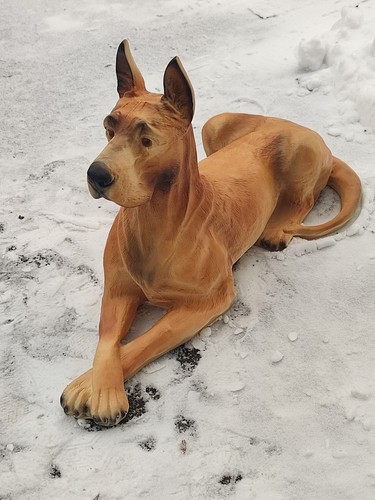 Deutsche dogge lebensgroß - dogge,