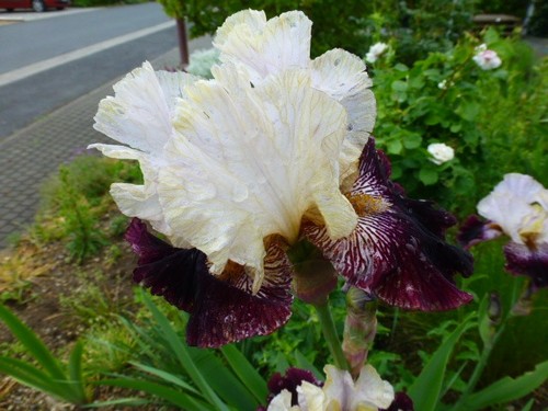 Iris schwertlilie hohe - schwertlilie,,