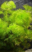 Aquariumpflanzen – 5x