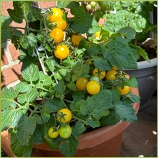 Tomate Aztek 20 Samen Gelbe