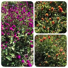 Kugelamarant Gomphrena globosa