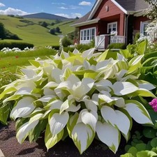 SAMEN HOSTA FUNKIE WEISS GRÜN 5 STÜCK