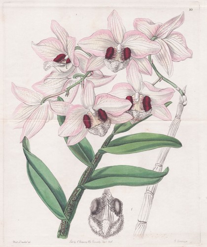 Dendrobium india indien orchid - india,