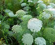 Samen Bischofskraut "Green Mist", Khella, Berber Zahnstocher