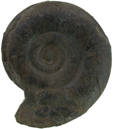 Lias psiloceras planorbis - lias,