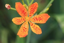 SAMEN Blumen Samen Gartenblume