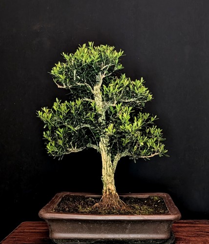 Bonsai chinesischer buchsbaum - bonsai,