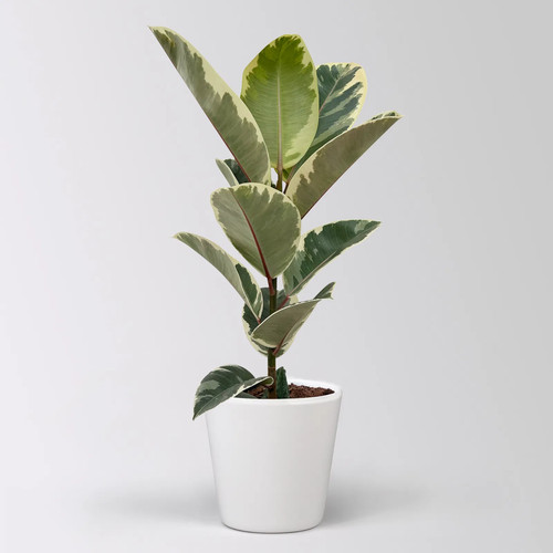 Gummibaum tineke in - 'tineke',