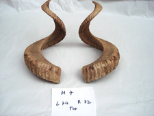 Mufflon Widder Muffel Hörner Merino Schläuche Krampus Schaf Maskenbau74-72 Cm M4