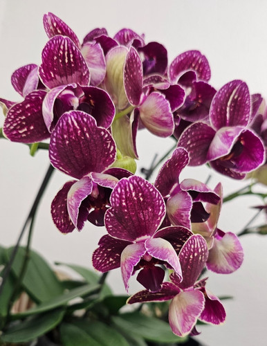 Orchidee phalaenopsis phal - phalaenopsis,