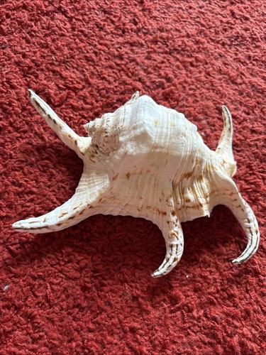Muschel schnecke cassis - /,