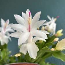 Weihnachtskaktus weiß