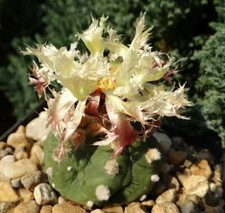 Astrophytum ASTERIAS X