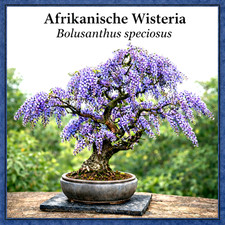 Afrikanischer Blauregen