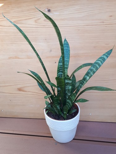 Bogenhanf/Sansevieria