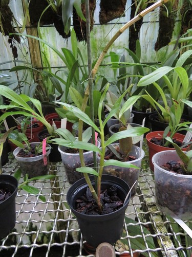 Dendrobium moschatum - , (2)