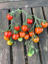 Gemüsesamen, Tomate PIENNOLO