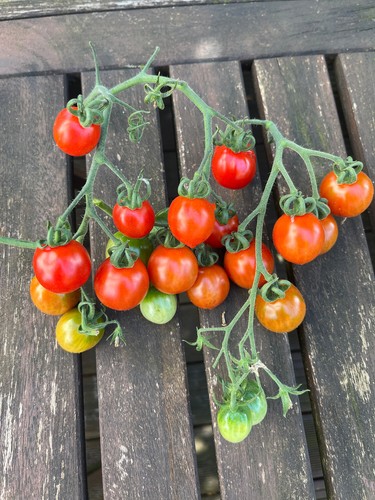 Gemüsesamen tomate piennolo - gemüsesamen,,