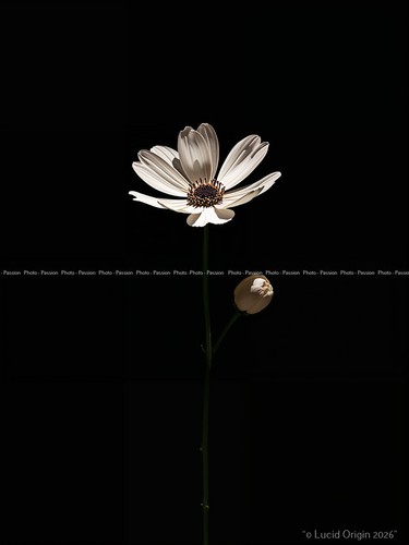 Foto blumen farben design - farben,