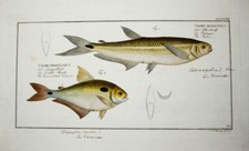 c1790 Fische Salmler Kolorierter Kupferstich von Hennig Salmo argentinus
