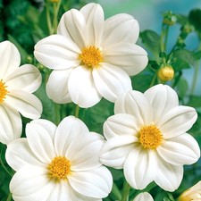 Dahlie Knolle Blüten