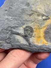 Carboniferous Spiropteris plant rolled fern Fossil Fossilien Karbon plant Farn