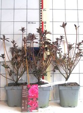 Azaleensorte "Walberton`s Pink