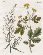 Senf Sinapis mustard Estragon tarragon Kräuter Bertuch Kupferstich engraving