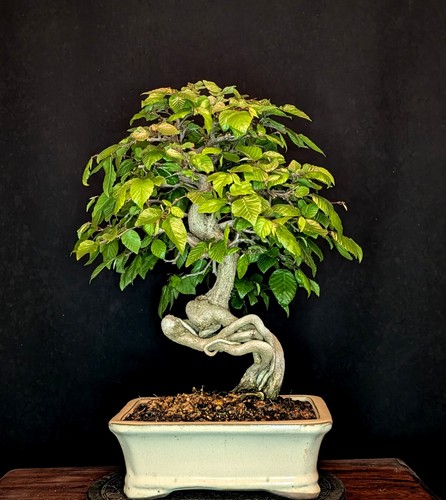 Bonsai koreanische hainbuche - koreanische,