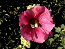 Unterschiedliche farben - unterschiedliche,