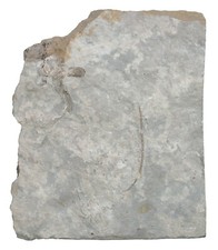 Karbon  Dichocrinus multiplex
