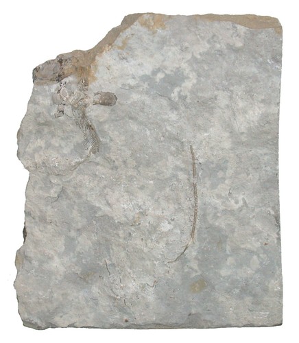 Karbon dichocrinus multiplex - ,