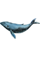 5x car sticker whale sticker