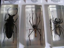 Minibiester Sammlung (ca. 100 Stück)