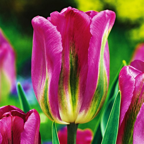 Tulpen blumenzwiebeln zwiebeln - blumenzwiebeln,