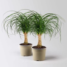 Elefantenfuß, Stamm, Topf-Ø