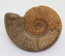 Ammonit, Hildaites murleyi, Jura, Toarc, Raum Altdorf, Deutschland -L797