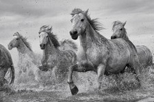 PFERDE HORSES POSTER WILD