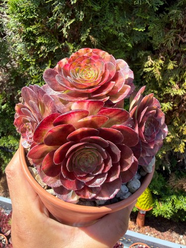 Aeonium halloween rainbow - aeonium,