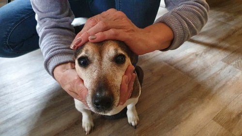 Tierphysiotherapie grundlagen - tierphysiotherapie,