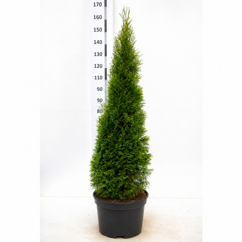 15st thuja smaragd - smaragd, 140-160cm
