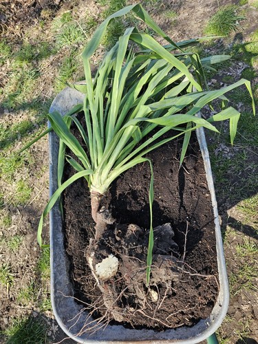 Yucca filamentosa 100cm - filamentosa,