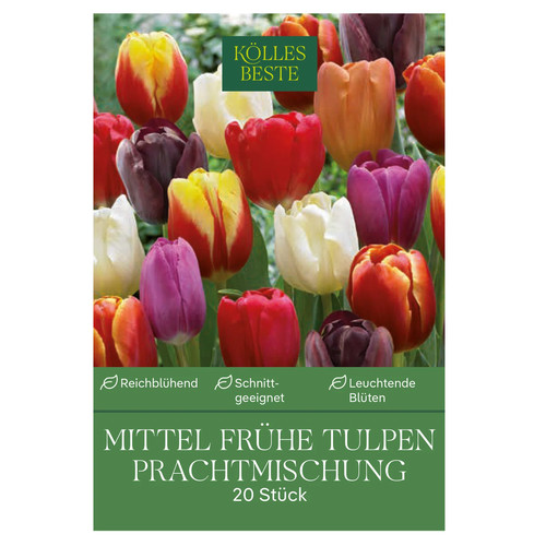 Mittelfrühe tulpen - mittelfrühe,