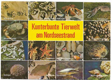 AK Kunterbunte Tierwelt am Nordseestrand - Wattwurm - Seestern - Hornfisch usw.