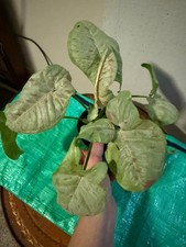 Milk Confetti Syngonium House