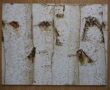 Deko HDF - Reisen Urlaub Wald Heimat Birken Stamm Rinde Natur wandern