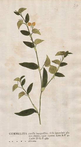 Commelina africana africa - africana,