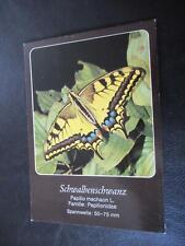 AK Schwalbenschwanz-Schmetterling um 1987 ungelaufen