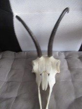 Kleines Gamsgeiss Geweih
